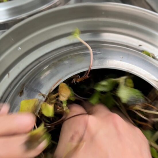 積雪草純露與精油